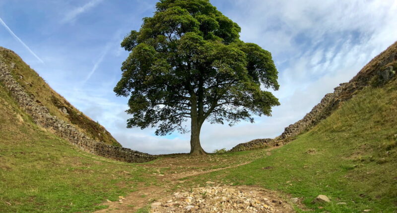 Sycamore Gap on Hadrian's Wall Path