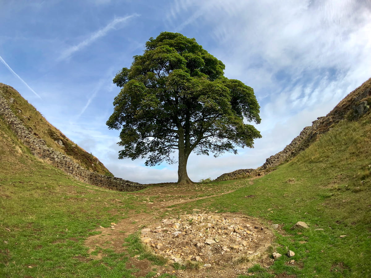 Trees on Hillock near Walltown Hadrian's Wall Path National Trail
