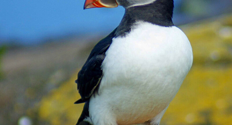 Farne Island puffin