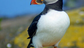 Farne Island puffins