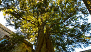 A yew tree planted in Skipton Castle by Lady Anne following her restoration of the castle