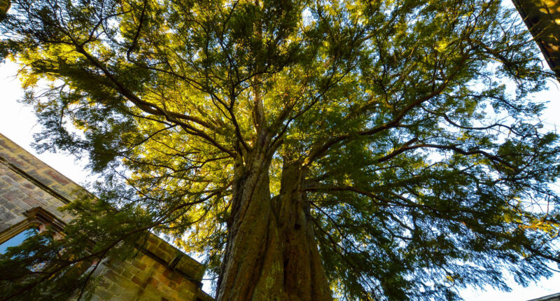 A yew tree planted in Skipton Castle by Lady Anne following her restoration of the castle