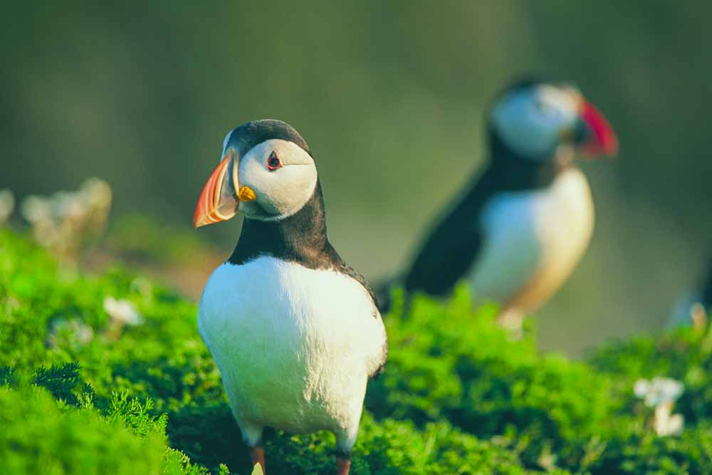 Atlantic Puffin on Skomer