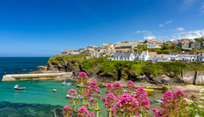 Wildflowers at Port Isaac Harbour