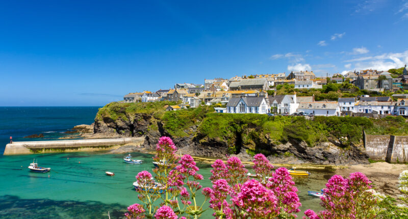 Wildflowers at Port Isaac Harbour