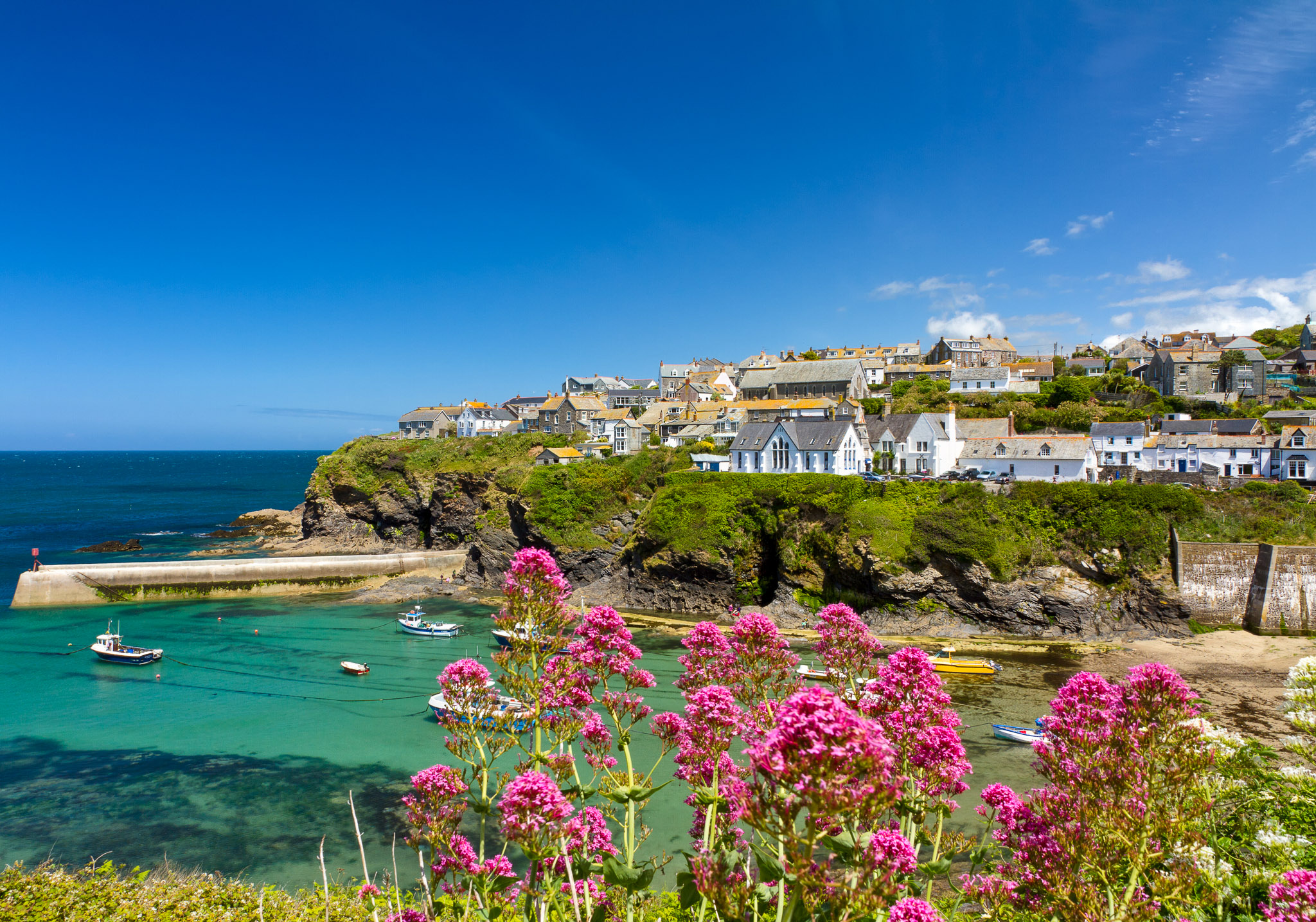 Wildflowers at Port Isaac Harbour