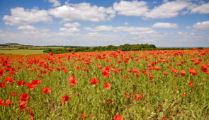 Poppies and Ivinghoe Beacon