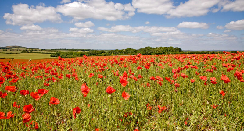 Poppies and Ivinghoe Beacon