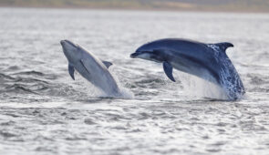 Jumping dolpins in the Moray Firth