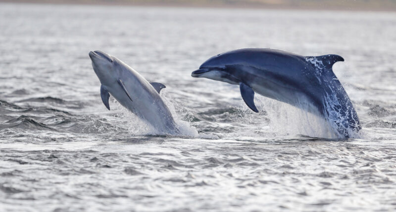 Jumping dolpins in the Moray Firth