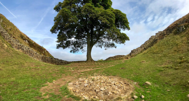 Sycamore Gap on Hadrian's Wall