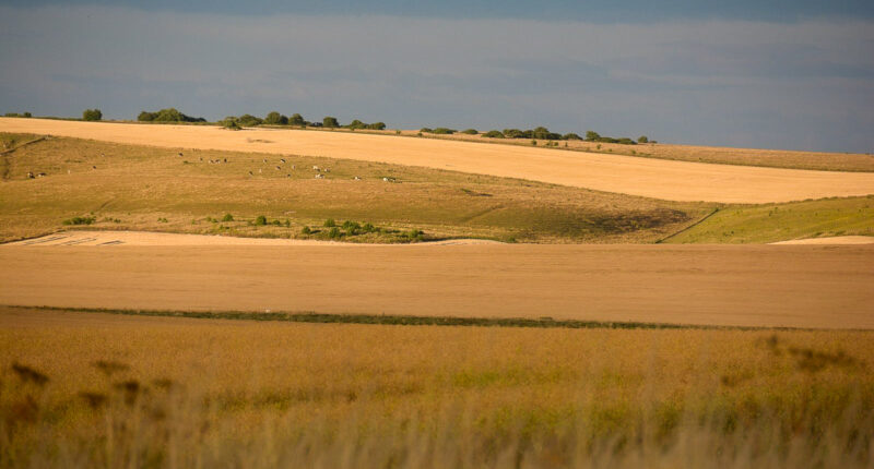 Rolling wheat fields on the Ridgeway