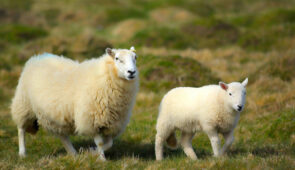 Sheep in Pembrokeshires Coast National Park