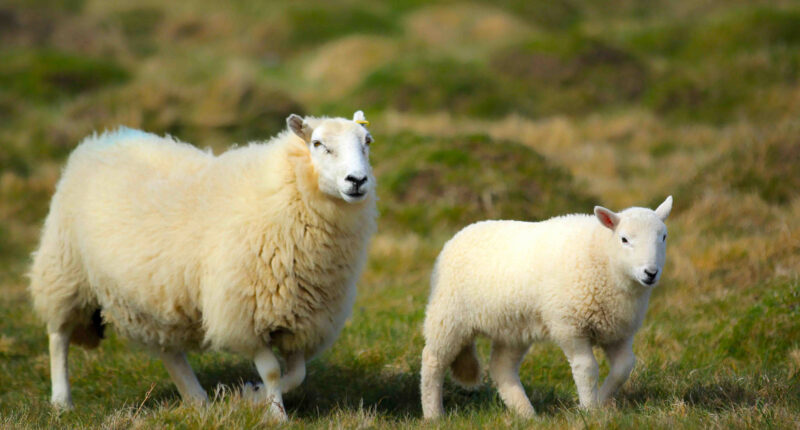 Sheep in Pembrokeshires Coast National Park