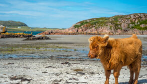 Baby highland cattle on Isle of Mull