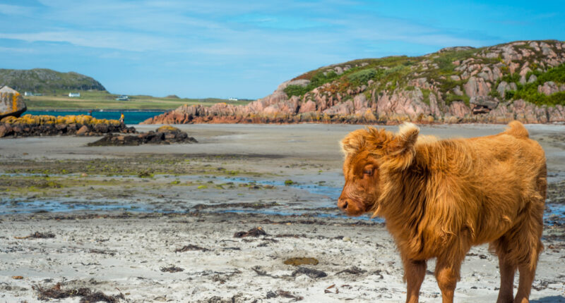 Baby highland cattle on Isle of Mull