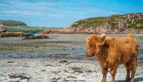 Baby highland cattle, Isle of Mull