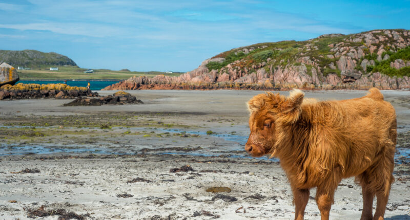 Baby highland cattle, Isle of Mull