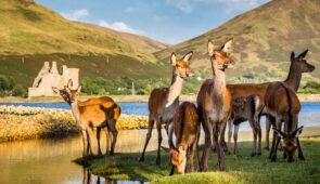 Deer at Lochranza Castle, Arran