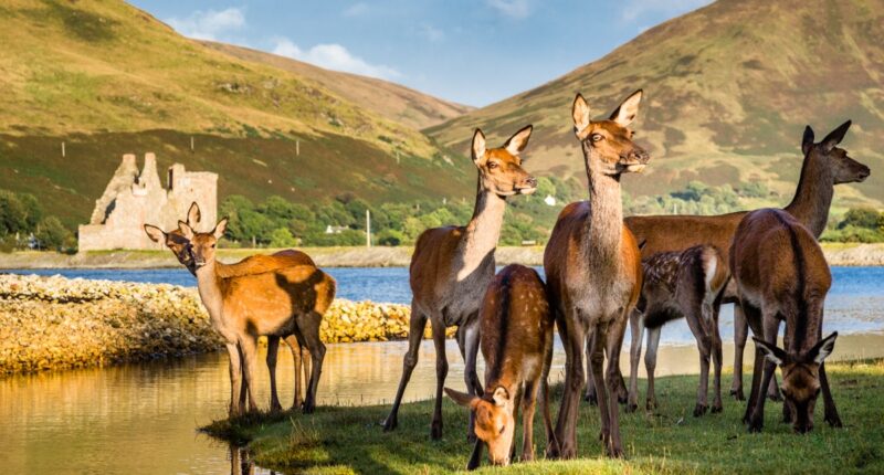 Deer at Lochranza Castle, Arran