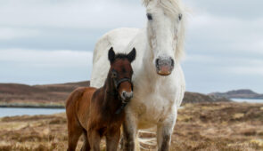 Eriskay Ponies