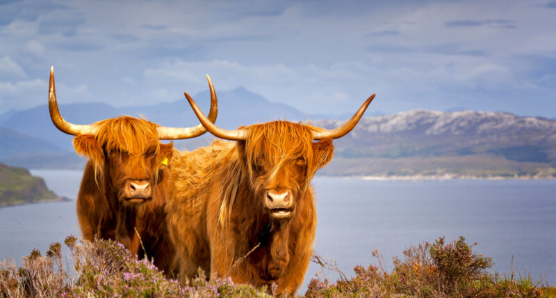 Highland cows on the Isle of Skye