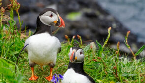 Isle of Staffa Puffins