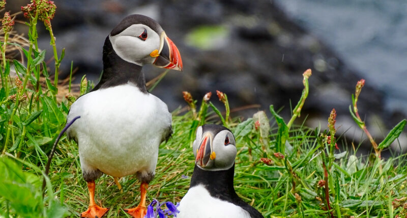 Isle of Staffa Puffins