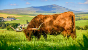 Highland cow, Speyside