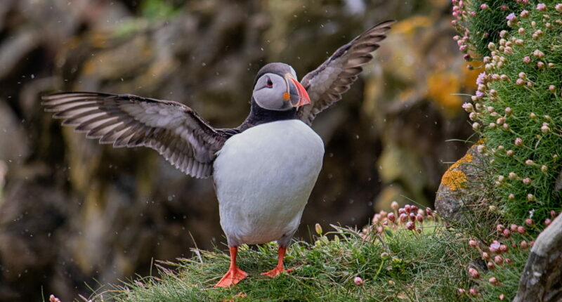 Puffin on the Shetland Isles (credit - our client, Wendy Carlyle)