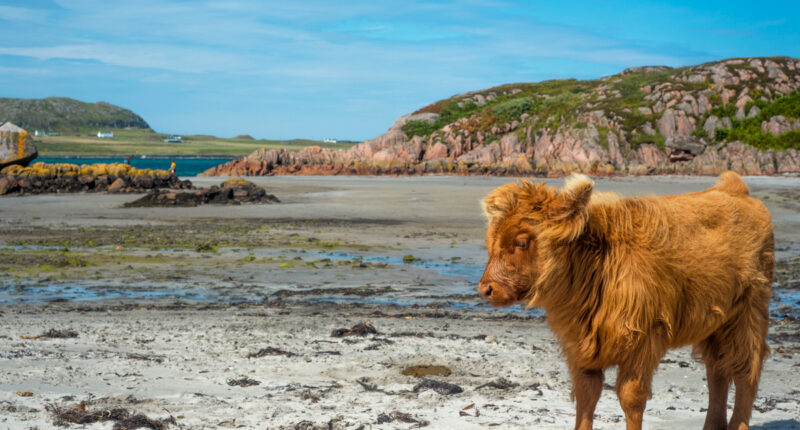 Baby highland cattle on Isle of Mull