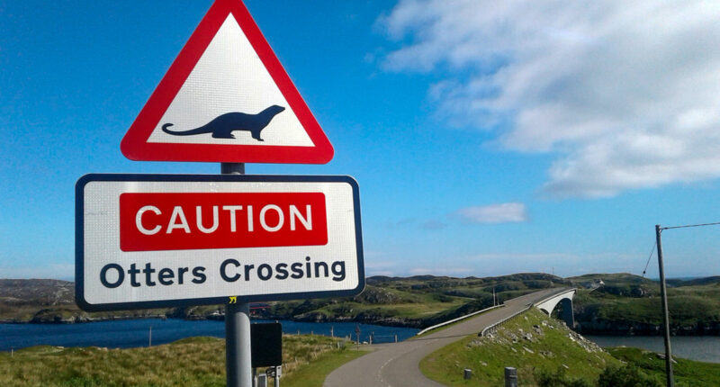 Otter Crossing, Outer Hebrides