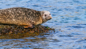 A seal in Loch Flodabay