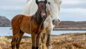 Eriskay Ponies, South Uist