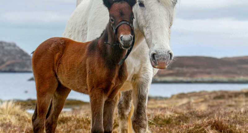 Eriskay Ponies, South Uist