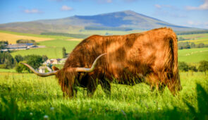 Highland Cow in Speyside