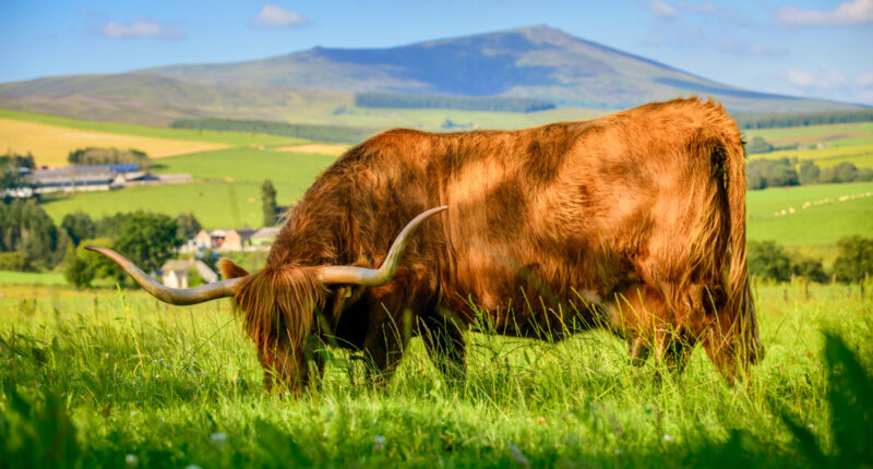 Highland Cow in Speyside