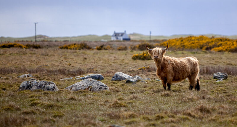 Highland Cow, Tiree