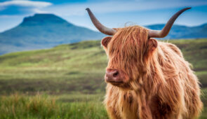 Furry highland cow on the Isle of Skye, Scotland