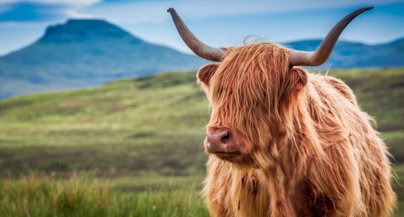 Furry highland cow on the Isle of Skye, Scotland