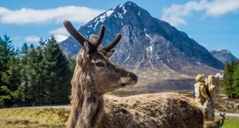 Red deer in Glencoe