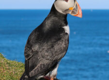 Puffin, Shetland