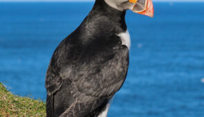 Puffin, Shetland