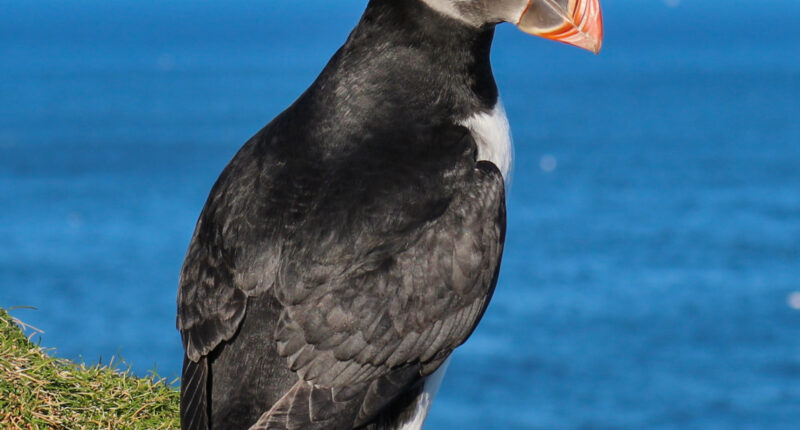 Puffin, Shetland