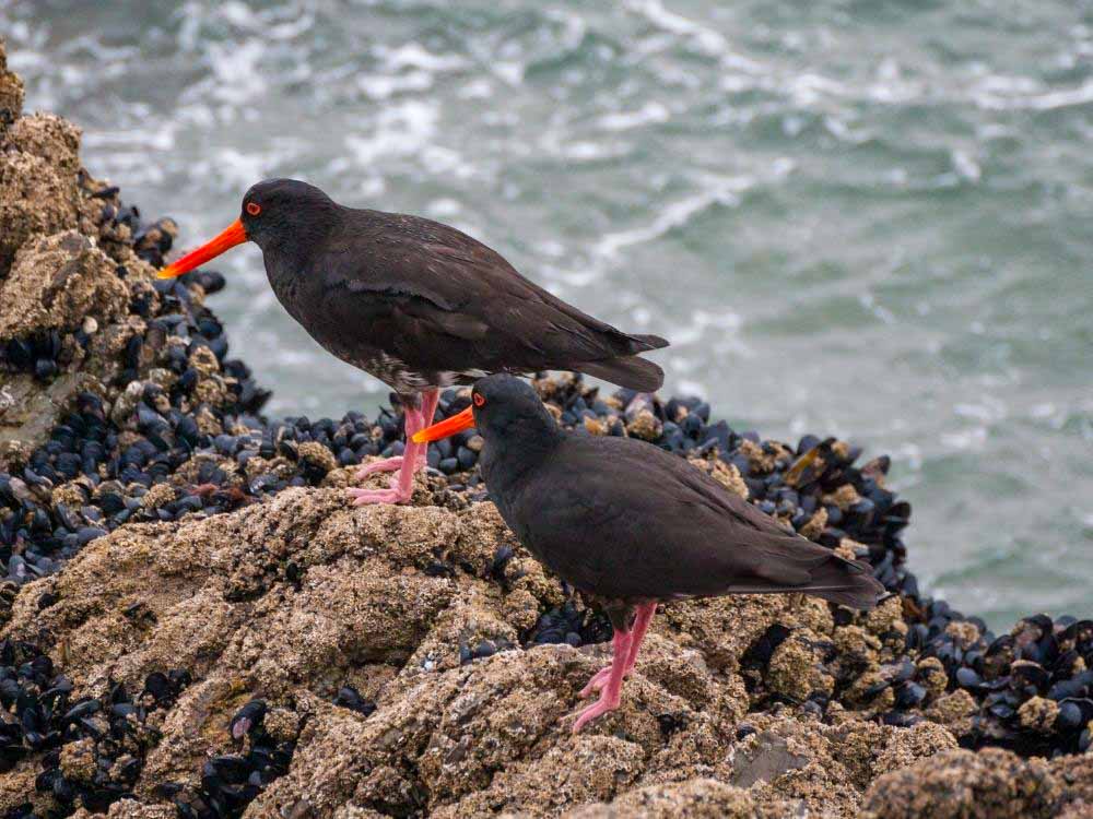 oyster catcher - pwncp