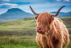 whiskey tours scottish highlands