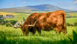 Highland cow in Speyside