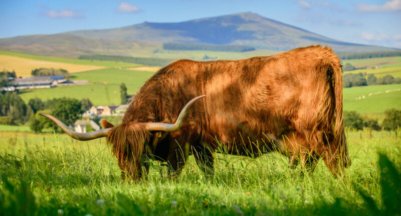 Highland cow in Speyside