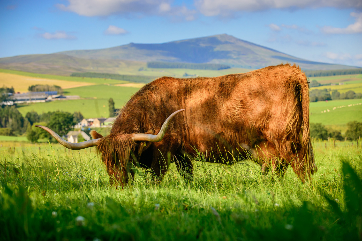 Корова викинг. Хайленд бык. Хайленд корова. Highland cattle 16 july 2004. Длинношерстная корова шотландская.