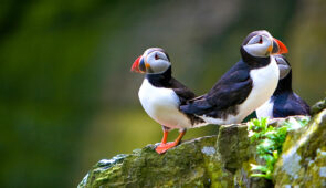 Puffins on the Orkney Isles